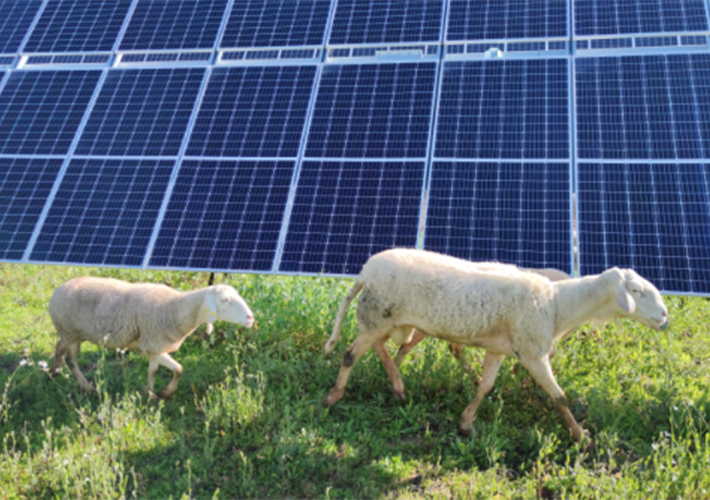 Foto EL SECTOR PRIMARIO COMPARTE EL USO DEL SUELO EN LA PLANTA FOTOVOLTAICA DE ENDESA EN CARMONA.